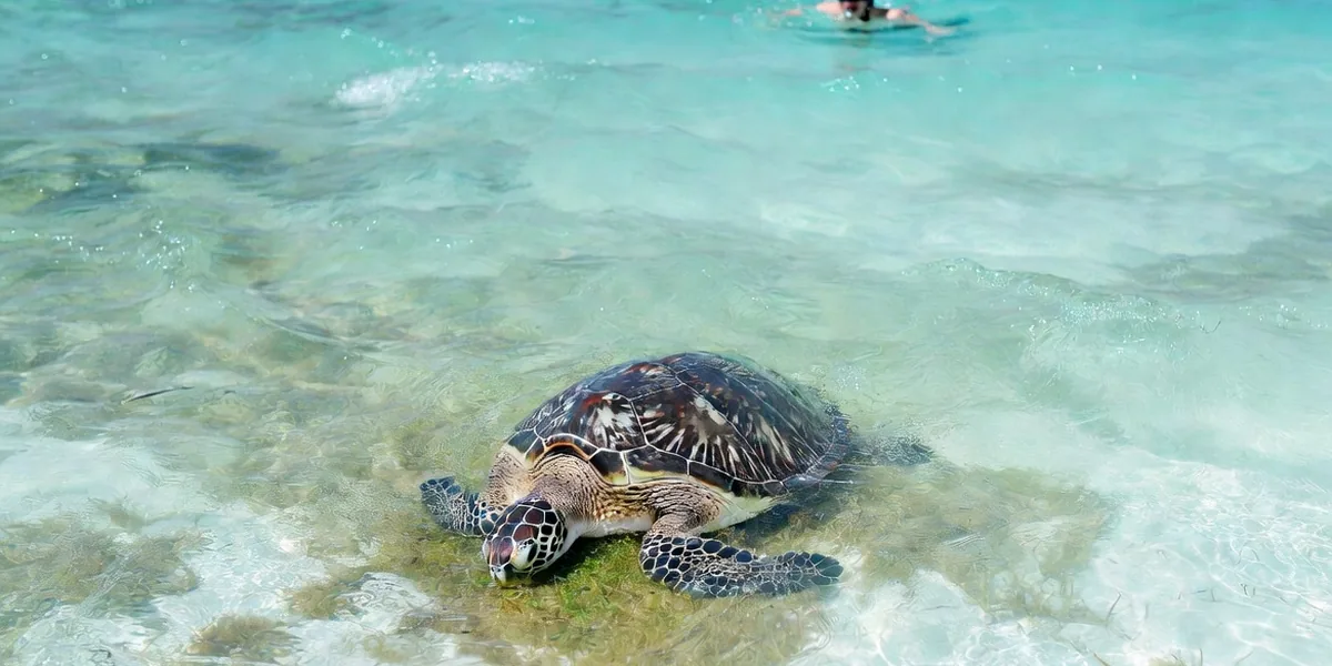 Akumal — sea turtle snorkeling, Riviera Maya