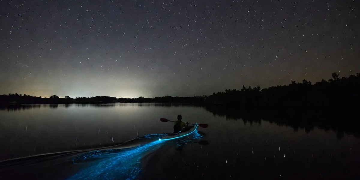 Bacalar Bioluminescence: Complete Guide