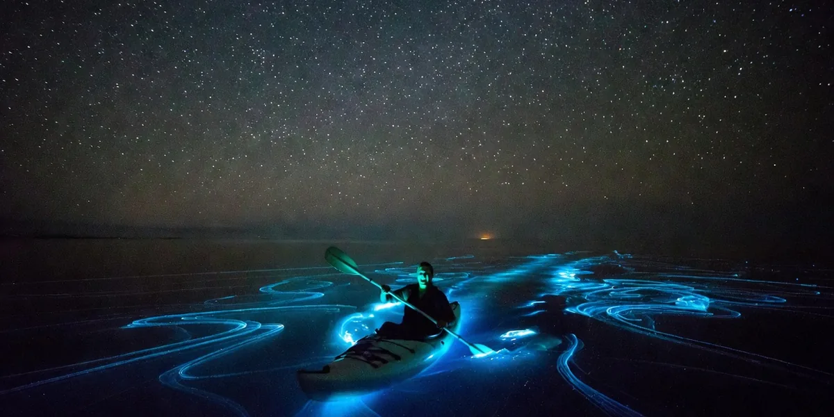 Kayaker on dark night water surrounded by glowing blue bioluminescence with a star-filled sky above