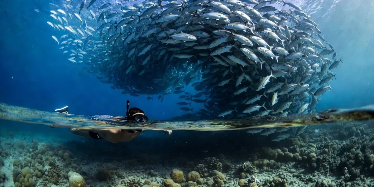 Cabo Pulmo National Park: The Complete Guide to Baja's Best Reef