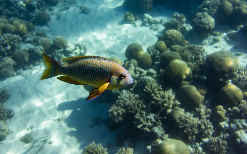 Parrotfish over a shallow coral reef off Isla Mujeres