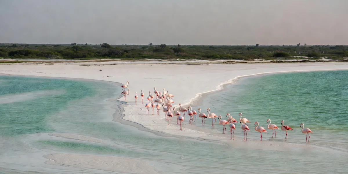 Flamingos wading on the white sandbar at Punta Mosquito, Isla Holbox
