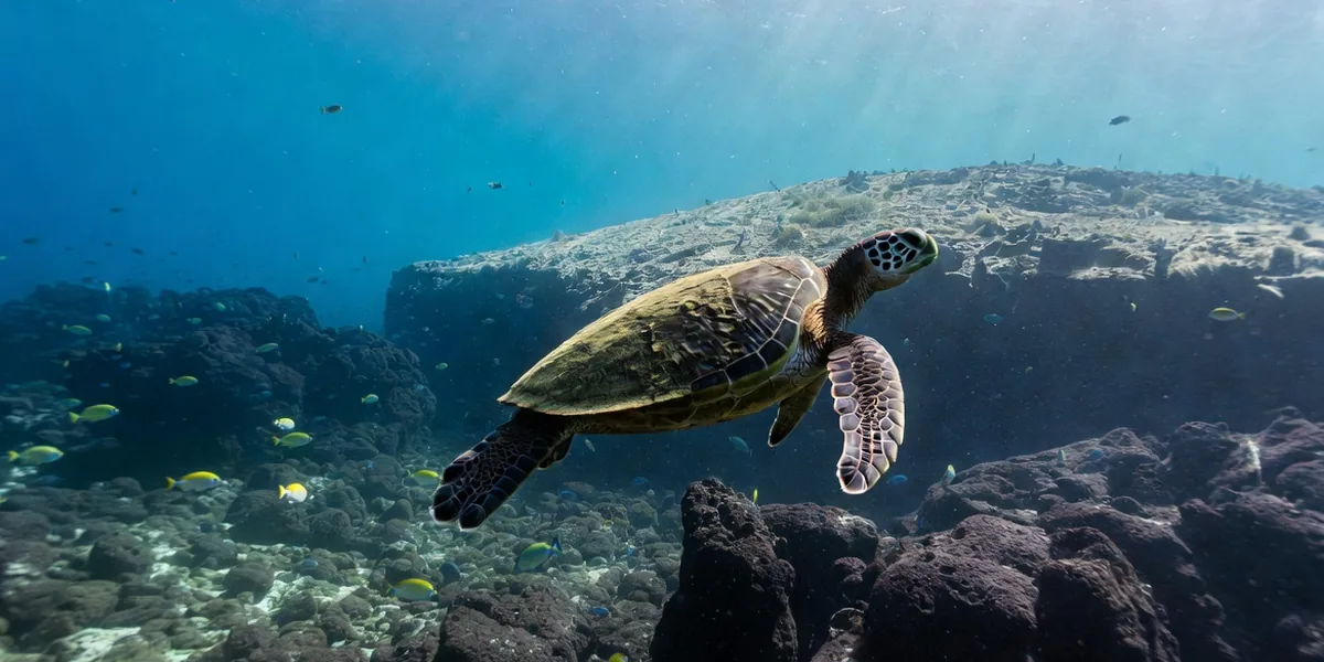 Sea Turtles in the Sea of Cortez