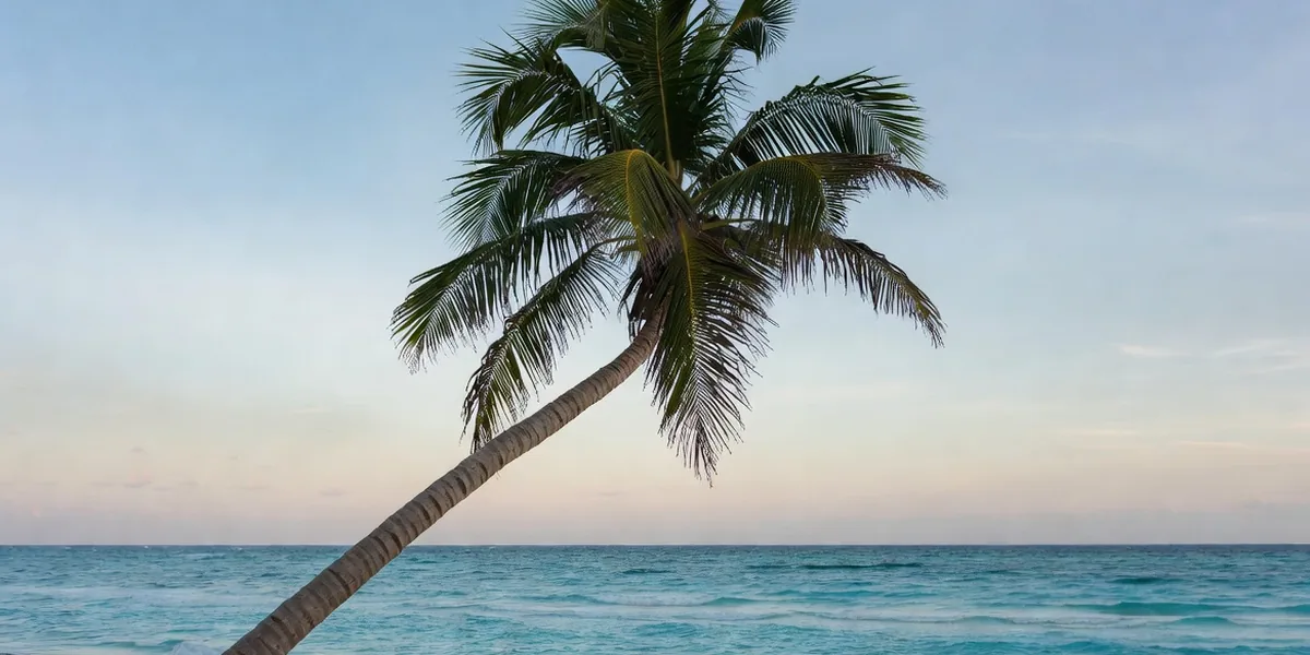Leaning palm tree over white sand and turquoise water at Playa Paraíso, the best beach in Tulum