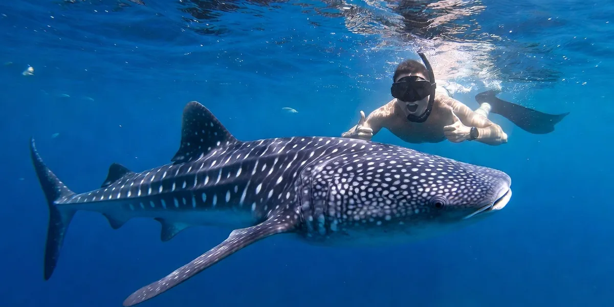 Snorkeler swimming beside a whale shark in open blue water near Isla Mujeres, Mexico