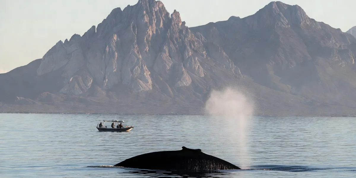 Whale & Dolphin Watching in San Carlos